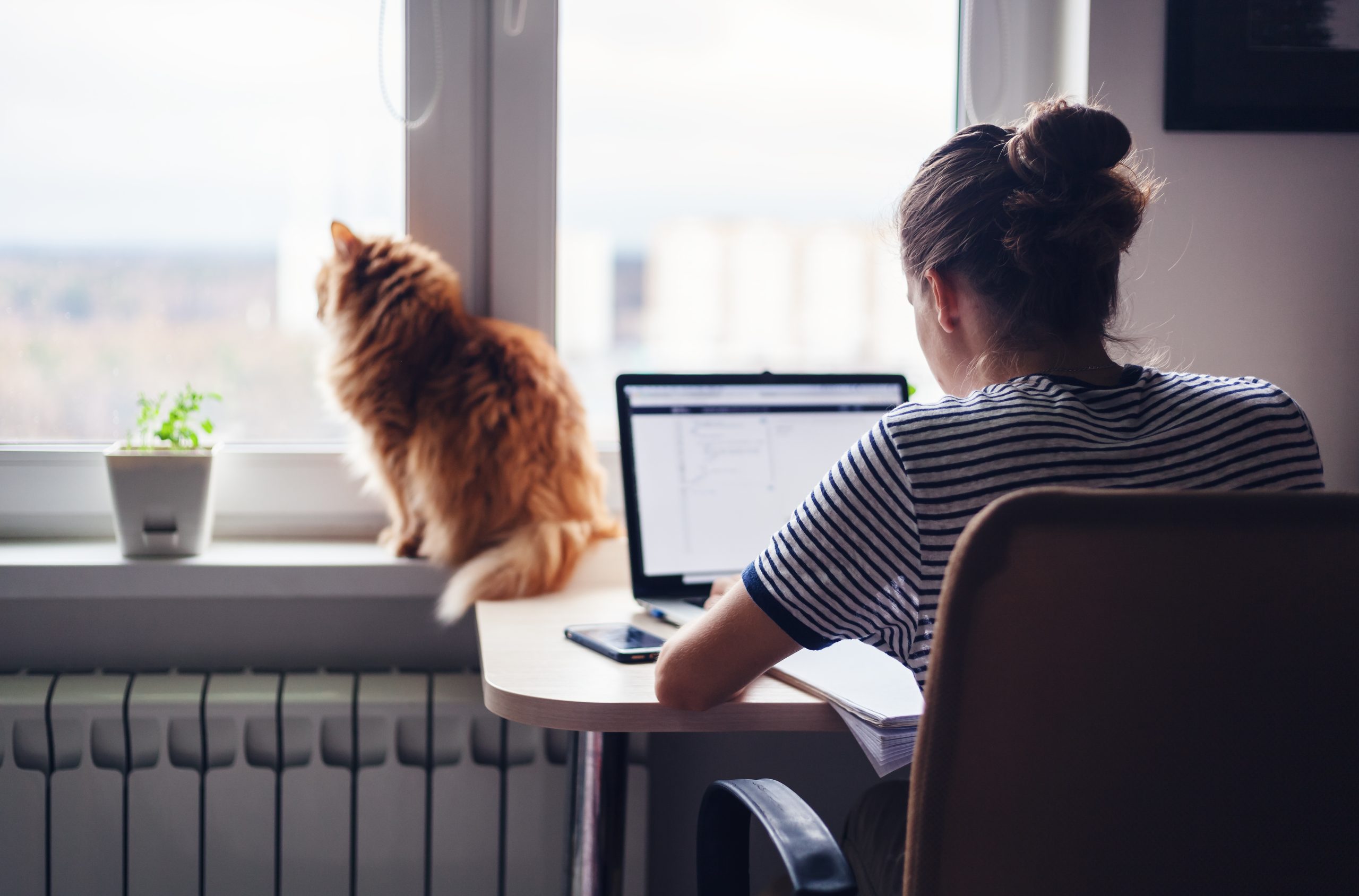 woman at a desk typing with orange cat in background looking out window